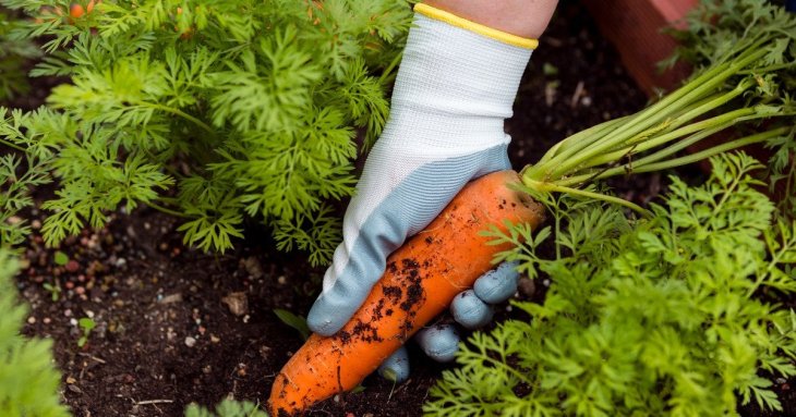 Які овочі садити у квітні: 7 культур для швидкого врожаю