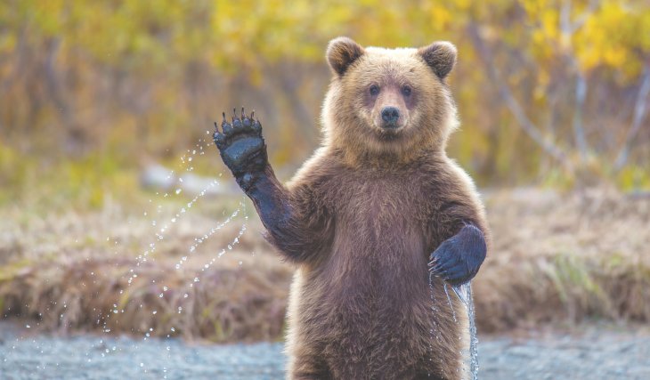 Медведя, любящего выпечку, дважды выдворяли из города, но он вновь вернулся (ФОТО)