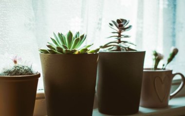 Південне, північне, східне чи західне: на якому підвіконні ставити різні кімнатні рослини