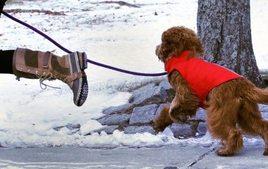 Чи потрібний собакам зимовий одяг: ветеринари дали відповідь