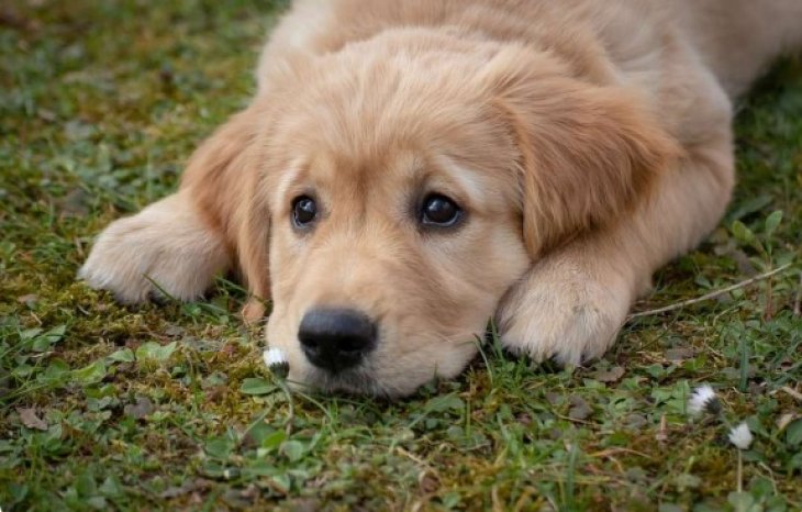 Почему собака в доме должна быть без ошейника: ветеринары предупредили об опасности