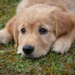 Почему собака в доме должна быть без ошейника: ветеринары предупредили об опасности