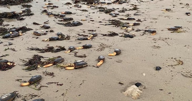 На пляж через шторм викинуло тисячі рідкісних 