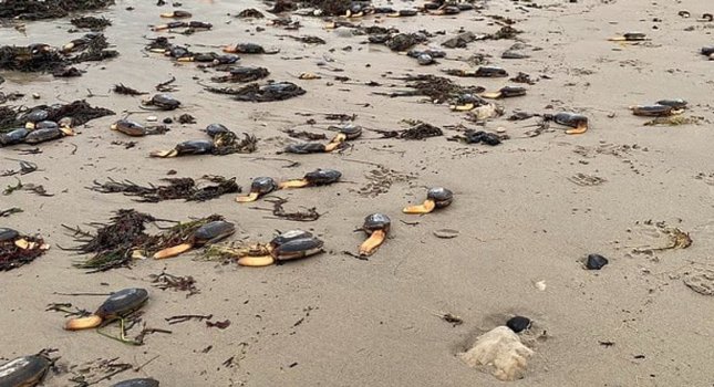 На пляж через шторм викинуло тисячі рідкісних 