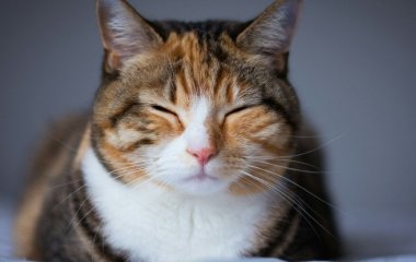 Приберіть це подалі від кота: 5 звичних речей, які можуть бути токсичними для улюбленців