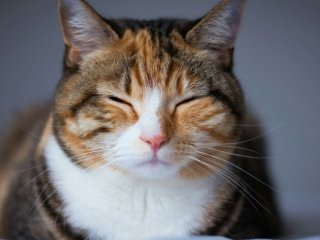 Приберіть це подалі від кота: 5 звичних речей, які можуть бути токсичними для улюбленців