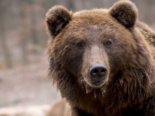 Медведь, в поисках пищи, посетил магазин и даже продезинфицировал себе нос.