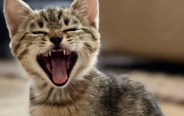Кот залез в рясу священника и стал звездой Сетей