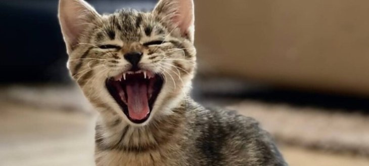 Кот залез в рясу священника и стал звездой Сетей
