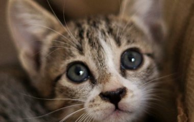 Що означають сльози кота: це ознака емоцій чи тривожний сигнал для здоров’я