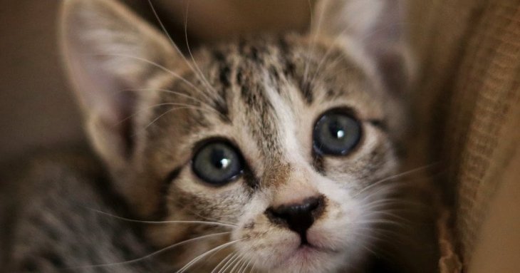 Що означають сльози кота: це ознака емоцій чи тривожний сигнал для здоров’я