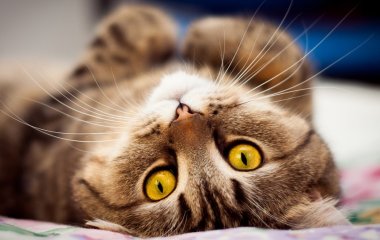 Как продлить жизнь домашнему питомцу? Правила ухода за любимцами