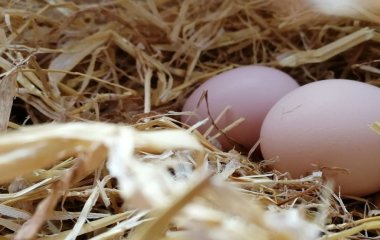 Покладіть це до гнізда — і кури припинять клювати свої яйця: безпечний та ефективний спосіб