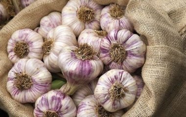 Почему нужно есть чеснок каждый день: польза и вред продукта