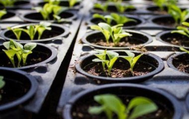 Які квіти посіяти у січні: 7 рослин, які прикрасять вашу клумбу