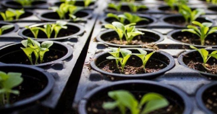 Які квіти посіяти у січні: 7 рослин, які прикрасять вашу клумбу