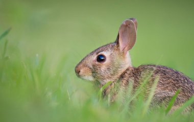 Жахливі кролики-франкенштейни блукають серед людей і шокують перехожих: подробиці (фото)