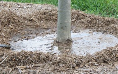 Чи потрібно поливати рослини взимку: поради експерта, які збережуть сад здоровим до весни