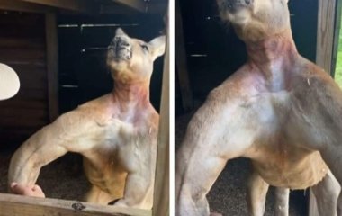 Сеть покорил мускулистый кенгуру, который заставляет людей заняться своей фигурой