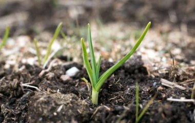 Часник проріс восени: не панікуйте — правильні дії допоможуть врятувати і збільшити урожай