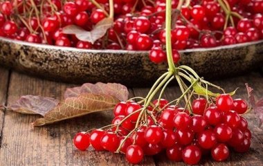 Не лише від застуди: 10 корисних властивостей калини, про які ніхто не знає