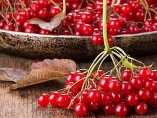 Не лише від застуди: 10 корисних властивостей калини, про які ніхто не знає