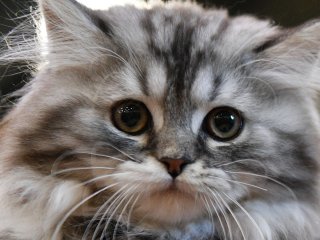 Кот нашел способ объяснить хозяйке, что она ужасно поет (ВИДЕО)