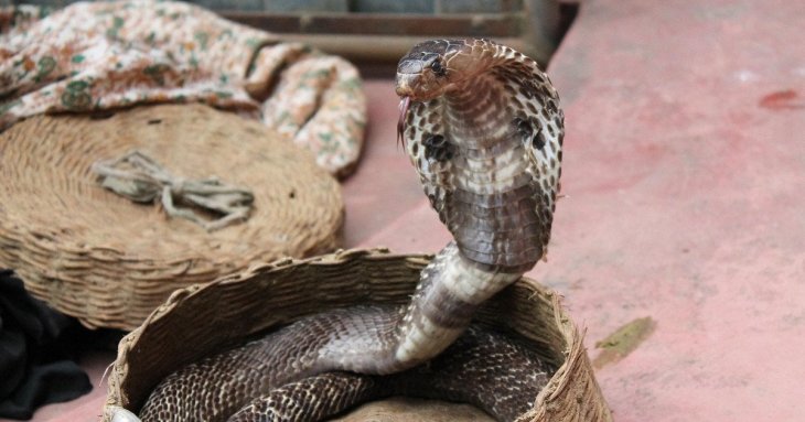 Кобра заповзла туристу у штани під час шоу: чоловік помер від укусу