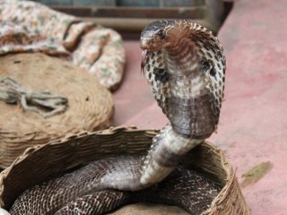 Кобра заповзла туристу у штани під час шоу: чоловік помер від укусу