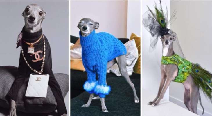 Мережа підкорила собака, що став іконою моди (ФОТО)