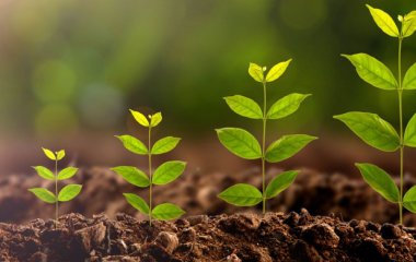 Як зробити укорінювач в домашніх умовах