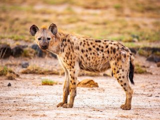 Хитрая гиена нашла способ обмануть львицу (ВИДЕО)