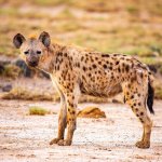 Хитра гієна знайшла спосіб обдурити левицю (ВІДЕО)