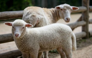 Сети насмешила овца, решившая стать постояльцем отеля (ФОТО)
