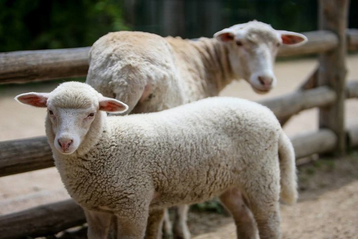 Сети насмешила овца, решившая стать постояльцем отеля (ФОТО)