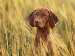 Мережі підкорив собака, який став іконою моди (ФОТО)