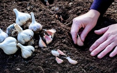 Названо дні, коли треба садити озимий часник 2025 року: головки виростуть з кулак і не гнистимуть