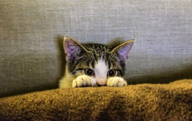 Як вивести котячий запах: прості лайфхаки навіть для найважчих випадків