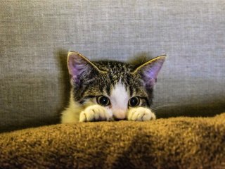 Як вивести котячий запах: прості лайфхаки навіть для найважчих випадків