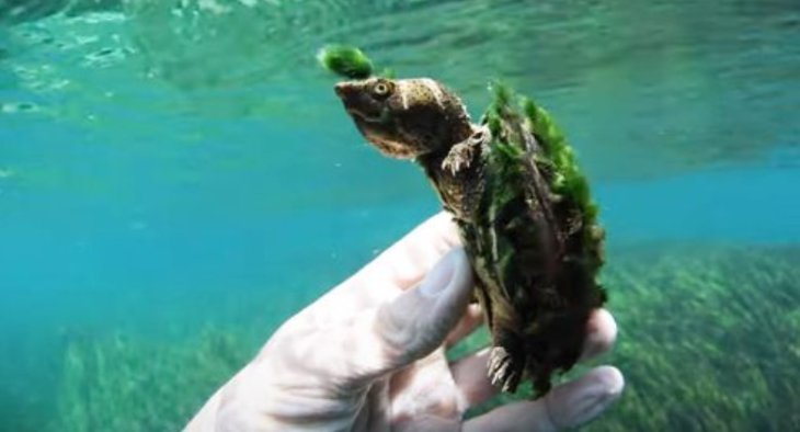 Черепаха заполучила стильную причёску из водорослей (ВИДЕО)