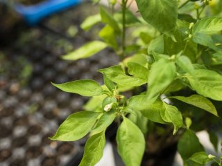 Коли сіяти перець на розсаду 2026 року: сприятливі та несприятливі дні за місячним календарем