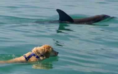 Лабрадор подружился с дельфином и каждый день проводит с ним время в воде