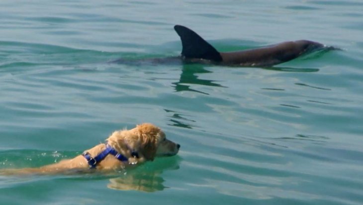 Лабрадор подружился с дельфином и каждый день проводит с ним время в воде