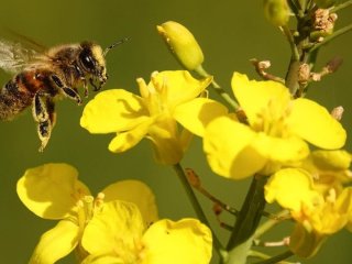 Вкусила оса чи бджола: як правильно надати першу допомогу в домашніх умовах
