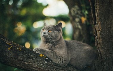 День ангела 29 червня: кого та як вітати з іменинами