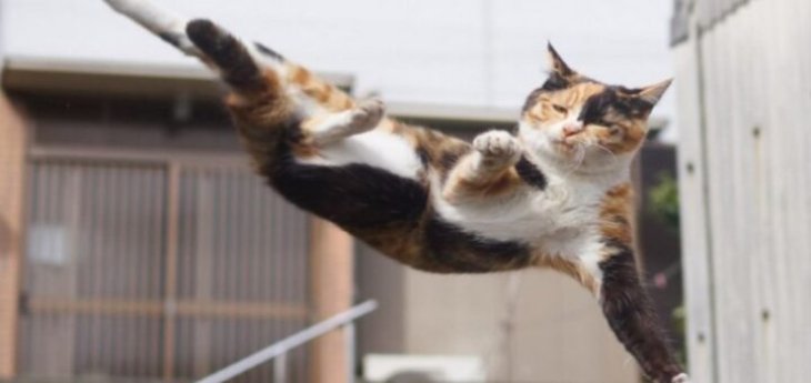 Мережа насмішив кунг-фу у виконанні кота (ВІДЕО)