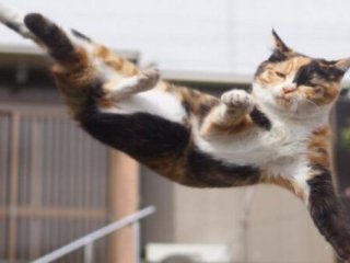 Сеть насмешил кунг-фу в исполнении кота (ВИДЕО)