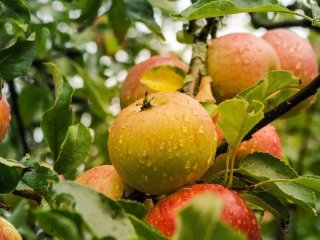 Чому яблуням потрібен рідкий, але рясний полив: розвінчуємо міфи щоденного зволоження