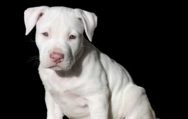 Собака народила рідкісне зелене цуценя: який вигляд воно має (фото)