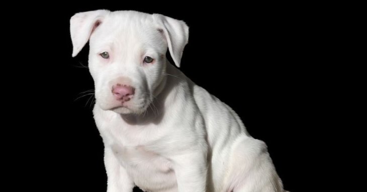 Собака народила рідкісне зелене цуценя: який вигляд воно має (фото)